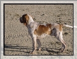 Wye woski krtkowosy, Bracco italiano, piasek